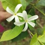 Holarrhena pubescens Hoja