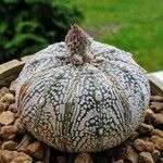 Astrophytum asterias Агульны выгляд