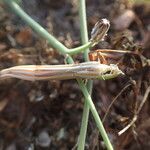 Launaea fragilis (Воће)