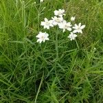 Achillea ptarmicaFlower