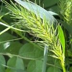 Elymus virginicus Blüte