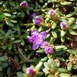 Rhododendron impeditum Cvet