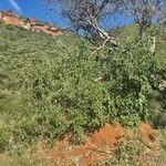 Cordia crenata Habit