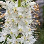 Eremurus himalaicus Flors