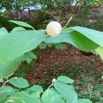 Magnolia sieboldii 花