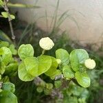 Jasminum sambac Blomst