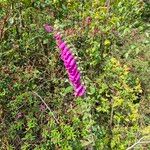 Digitalis purpureaBlüte