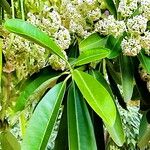 Alstonia scholaris Flower