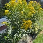 Solidago giganteaKwiat