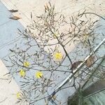 Mycelis muralis Fleur