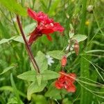 Clarkia unguiculata Blüte