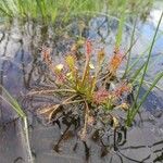 Drosera intermedia Lapas