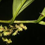 Bertiera bracteosa Fruit