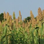 Sorghum bicolor Фрукт