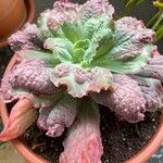 Echeveria shaviana برگ