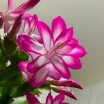 Schlumbergera truncata Λουλούδι