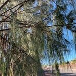 Casuarina cunninghamiana 葉