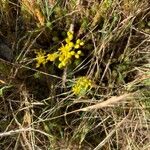 Petrosedum rupestreŽiedas