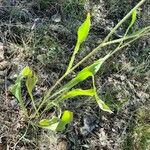 Bupleurum rigidum Leaf