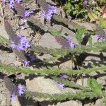 Verbena lasiostachys Yeri