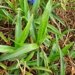 Commelina latifolia Liść