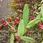 Bulbophyllum falcatum Hábito