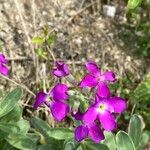 Matthiola incana പുഷ്പം