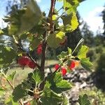 Ribes cereum Lapas