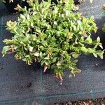 Portulaca umbraticola List