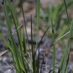 Sisyrinchium albidum Habitus