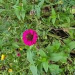 Zinnia elegansFlower