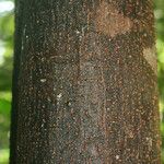 Spirotropis longifolia Bark