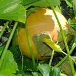 Cucurbita pepo Fruit