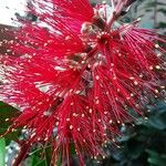 Callistemon citrinus Flor