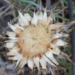 Centaurea acaulis Blüte