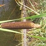 Typha minima Ffrwyth