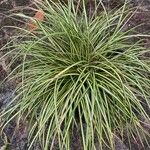 Carex ornithopoda Leaf