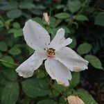 Rosa arvensis Flor