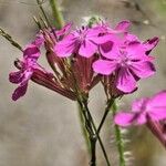 Atocion armeria Flower