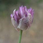 Allium junceum Kwiat