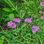 Oxalis latifolia ফুল