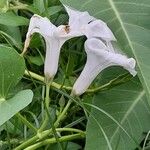 Ipomoea aquatica Flor