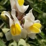 Linaria triphylla ফুল