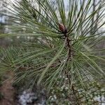 Pinus rigidaLeht