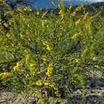 Parkinsonia praecox Облик