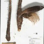 Bactris acanthocarpoides Froito