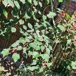 Acer davidii Feuille