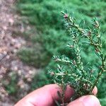 Polygonum plebeium Blatt