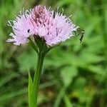 Traunsteinera globosa Floare