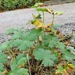 Geranium cinereum पत्ता